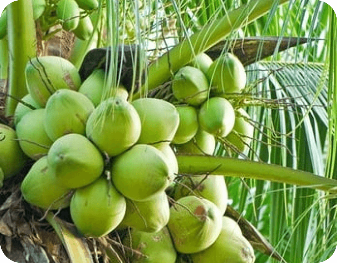 Coconut Picking